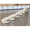 Image 6 : 6 Beaver Skulls Taxidermy