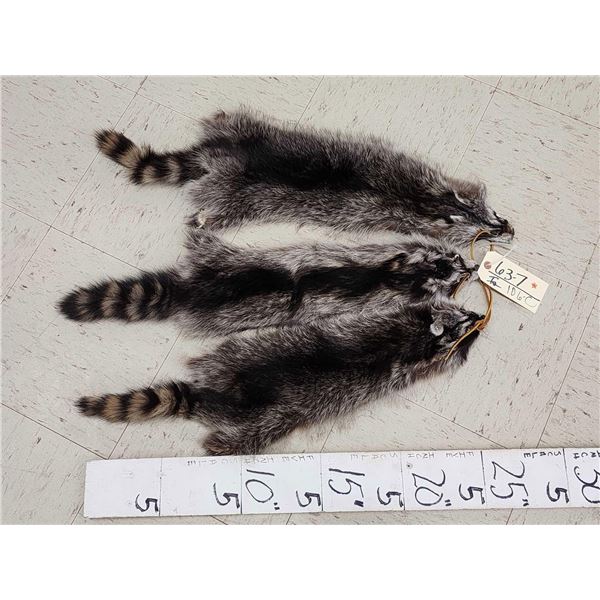 3 Raccoon Soft Tanned Furs