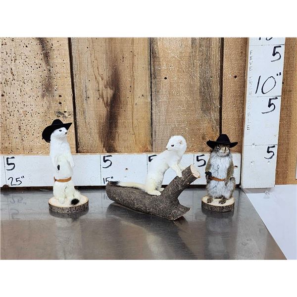 3 Cute Critters Taxidermy Lot