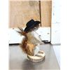 Image 2 : 3 Cute Critters Taxidermy Lot
