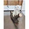 Image 6 : 3 Cute Critters Taxidermy Lot