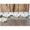 Image 2 : 6 Coyote Skulls Taxidermy