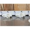 Image 3 : 6 Coyote Skulls Taxidermy