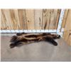 Image 1 : Alaskan Wolverine Soft Tanned Fur