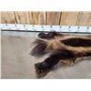 Image 2 : Alaskan Wolverine Soft Tanned Fur