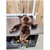 Image 4 : Alaskan Wolverine Soft Tanned Fur