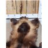 Image 5 : Alaskan Wolverine Soft Tanned Fur