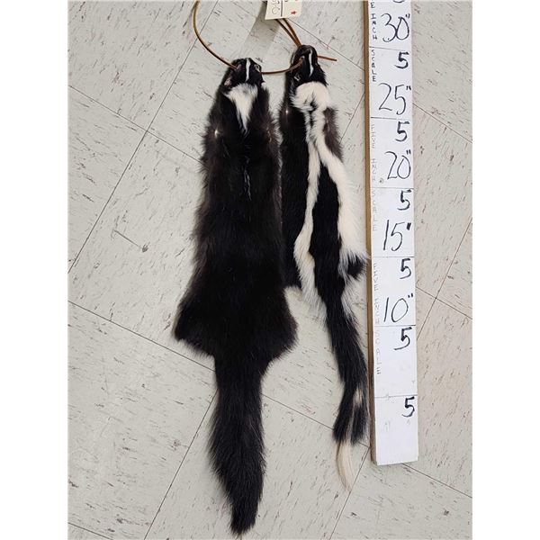 2 Skunk Soft Tanned Furs Taxidermy