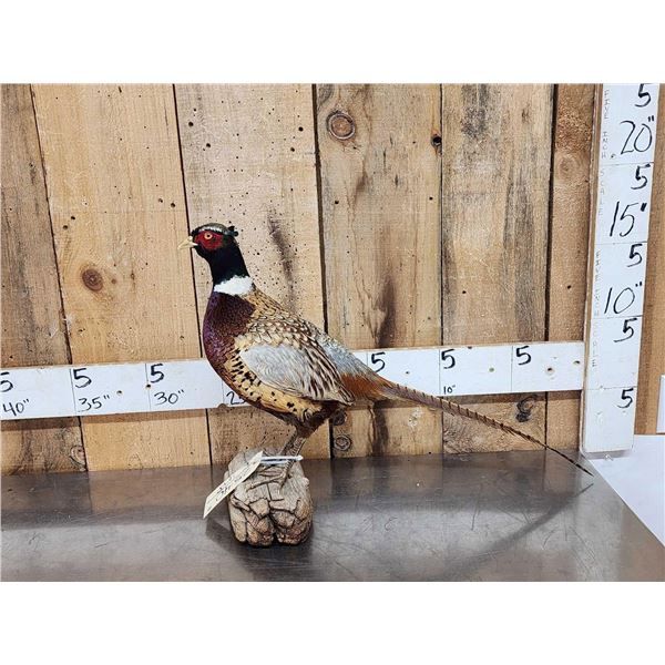 Ringneck Pheasant Full Body Bird Taxidermy