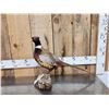 Image 1 : Ringneck Pheasant Full Body Bird Taxidermy