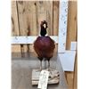 Image 2 : Ringneck Pheasant Full Body Bird Taxidermy