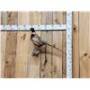 Image 4 : Ringneck Pheasant Full Body Bird Taxidermy