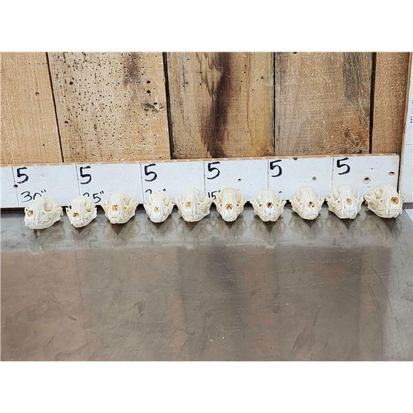 10 Raccoon Skulls Taxidermy