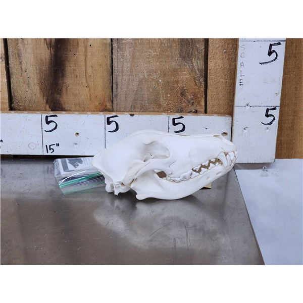 Alaskan Wolf Skull Taxidermy