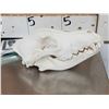 Image 2 : Alaskan Wolf Skull Taxidermy