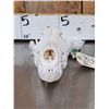 Image 3 : Alaskan Wolf Skull Taxidermy