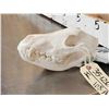 Image 4 : Alaskan Wolf Skull Taxidermy