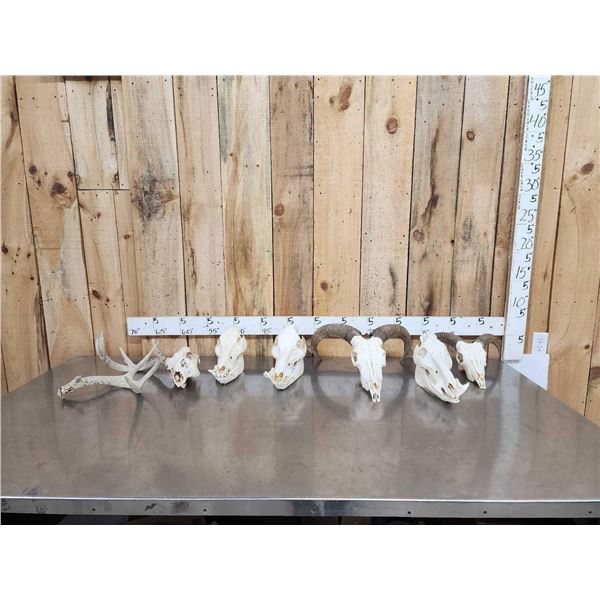 Game Animal Skull Lot Taxidermy