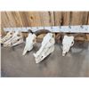 Image 3 : Game Animal Skull Lot Taxidermy