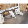 Image 4 : Game Animal Skull Lot Taxidermy