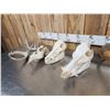 Image 5 : Game Animal Skull Lot Taxidermy