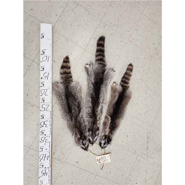 3 Raccoon Soft Tanned Furs Taxidermy