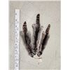 Image 1 : 3 Raccoon Soft Tanned Furs Taxidermy