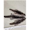 Image 2 : 3 Raccoon Soft Tanned Furs Taxidermy