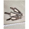 Image 3 : 3 Raccoon Soft Tanned Furs Taxidermy