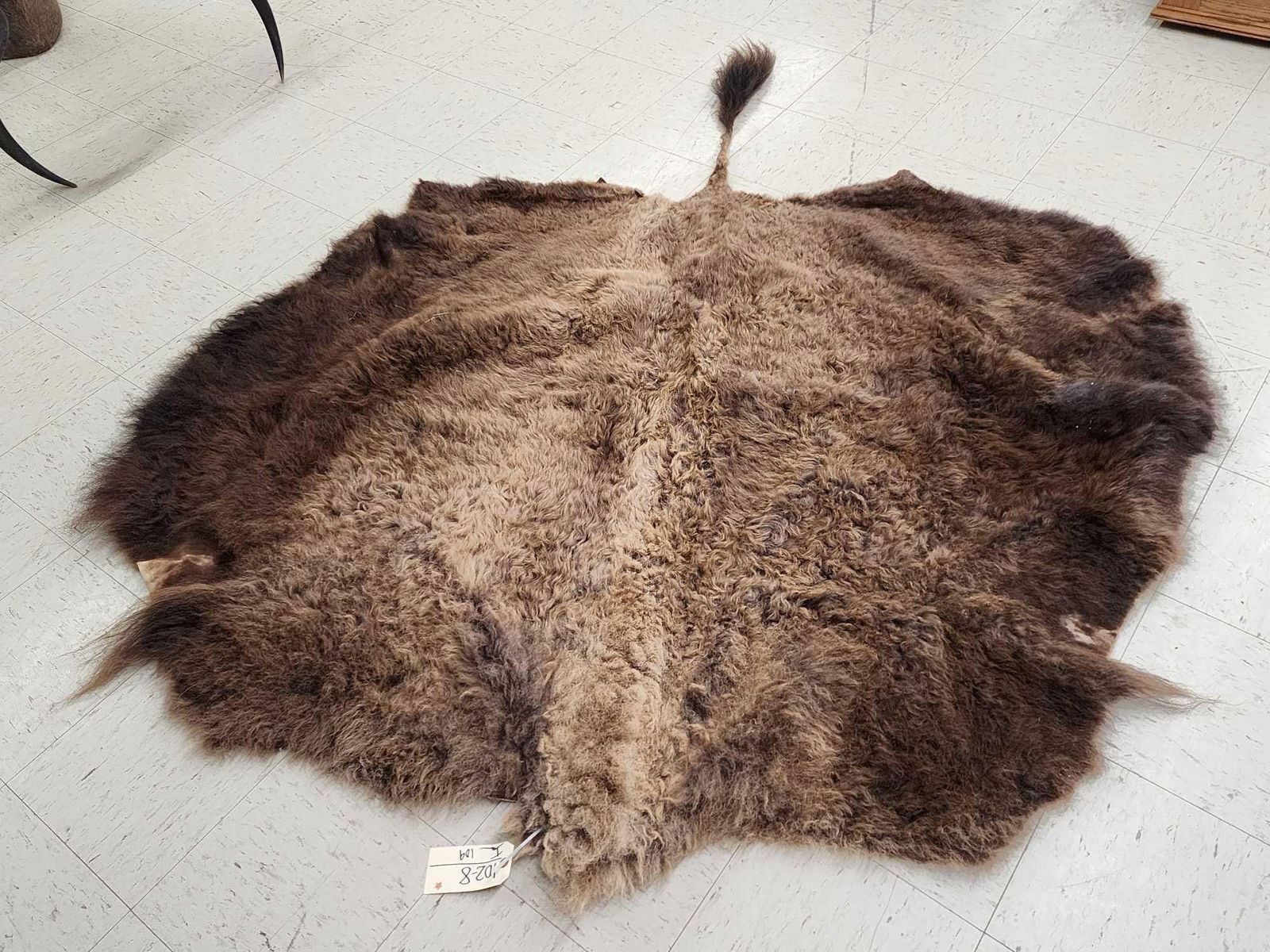 Mounted Buffalo Robe American Bison Buffalo Soft Tanned Robe Taxidermy