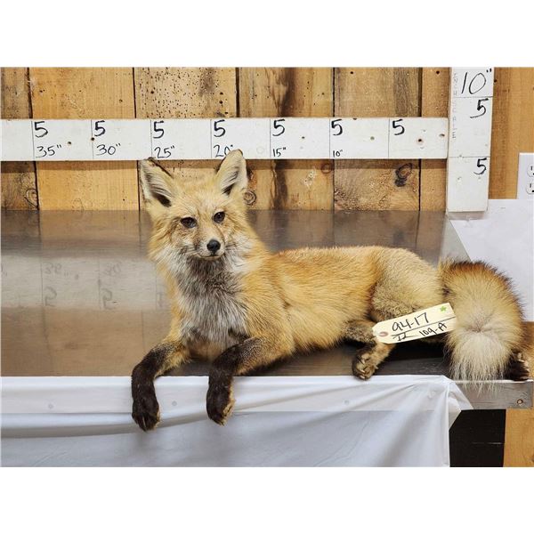 Red Fox Full Body Taxidermy Mount
