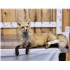 Image 2 : Red Fox Full Body Taxidermy Mount