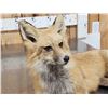 Image 3 : Red Fox Full Body Taxidermy Mount