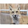 Image 4 : Red Fox Full Body Taxidermy Mount