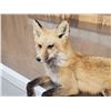 Image 5 : Red Fox Full Body Taxidermy Mount