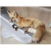 Image 6 : Red Fox Full Body Taxidermy Mount