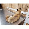 Image 7 : Red Fox Full Body Taxidermy Mount