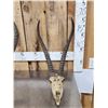 Image 2 : African Skulls & Horns Lot Taxidermy