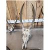 Image 3 : African Skulls & Horns Lot Taxidermy