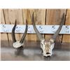 Image 4 : African Skulls & Horns Lot Taxidermy
