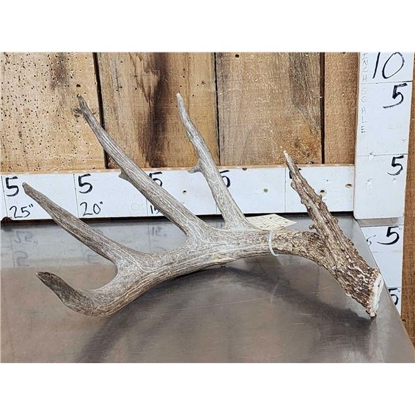 Giant 87 3/8" 5 Point Whitetail Shed Antler