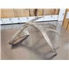 Image 5 : Giant 87 3/8" 5 Point Whitetail Shed Antler