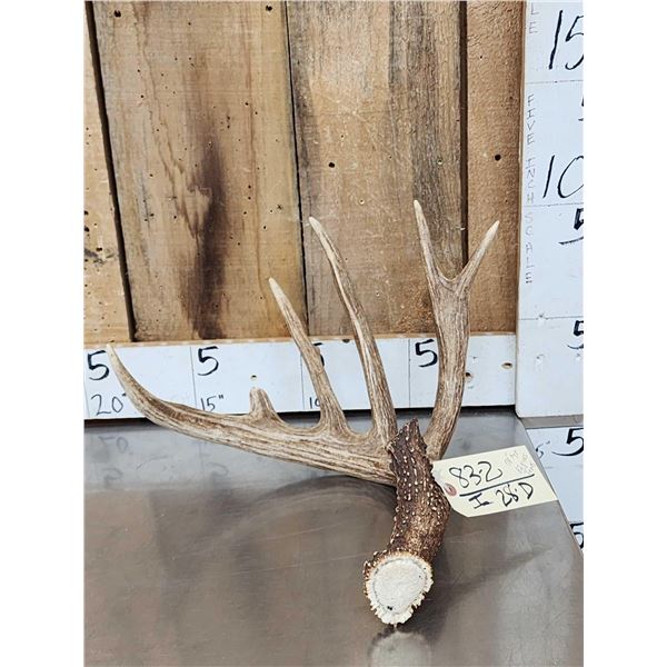 82" Gross Whitetail Shed Antler