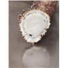 Image 2 : 82" Gross Whitetail Shed Antler