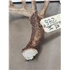 Image 3 : 82" Gross Whitetail Shed Antler