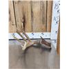 Image 4 : 82" Gross Whitetail Shed Antler