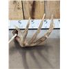 Image 5 : 82" Gross Whitetail Shed Antler