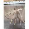 Image 6 : 82" Gross Whitetail Shed Antler