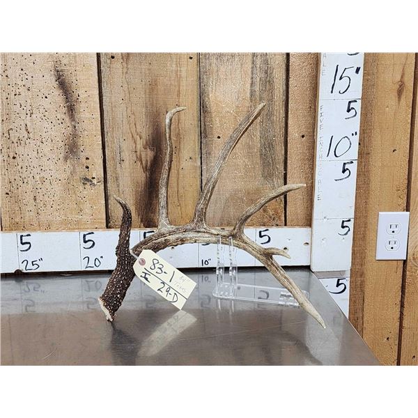 84" Texas Whitetail Shed Antler