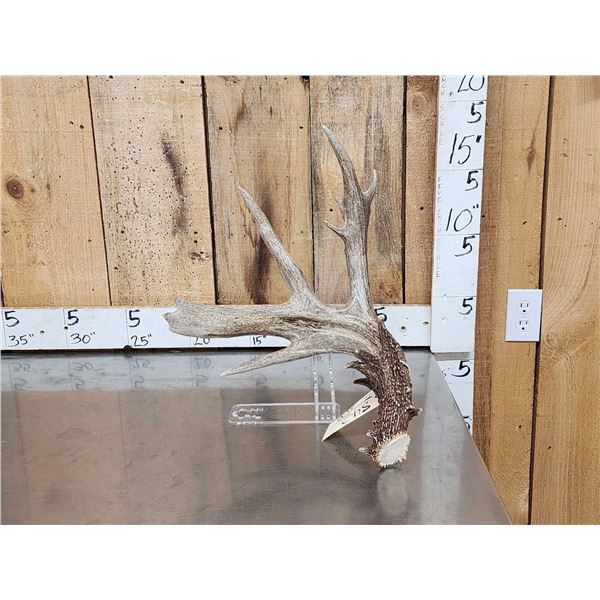 103 5/8 Texas Whitetail Shed Antler